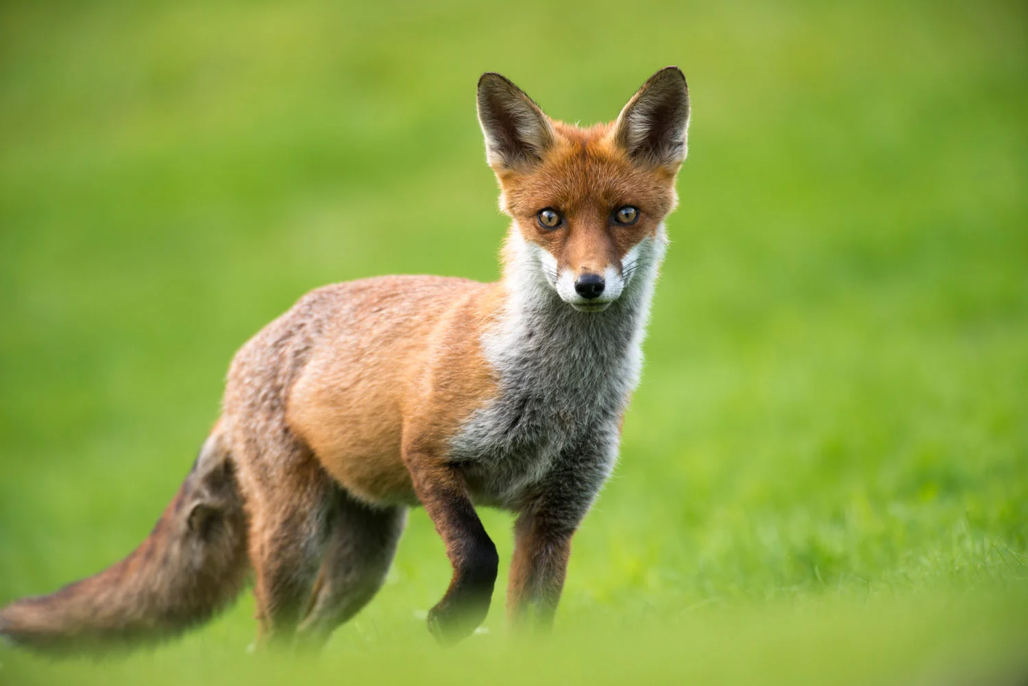 Red fox cub, Ashdown Forest, Sussex Weald, England