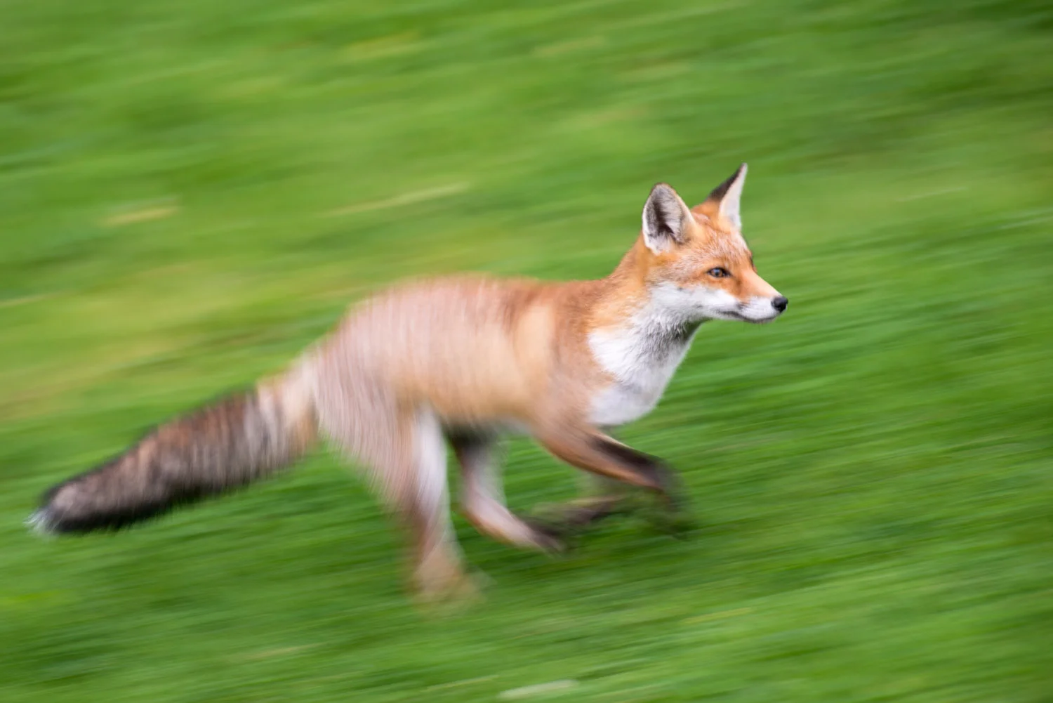 Red fox running, Ashdown Forest, Sussex Weald, England