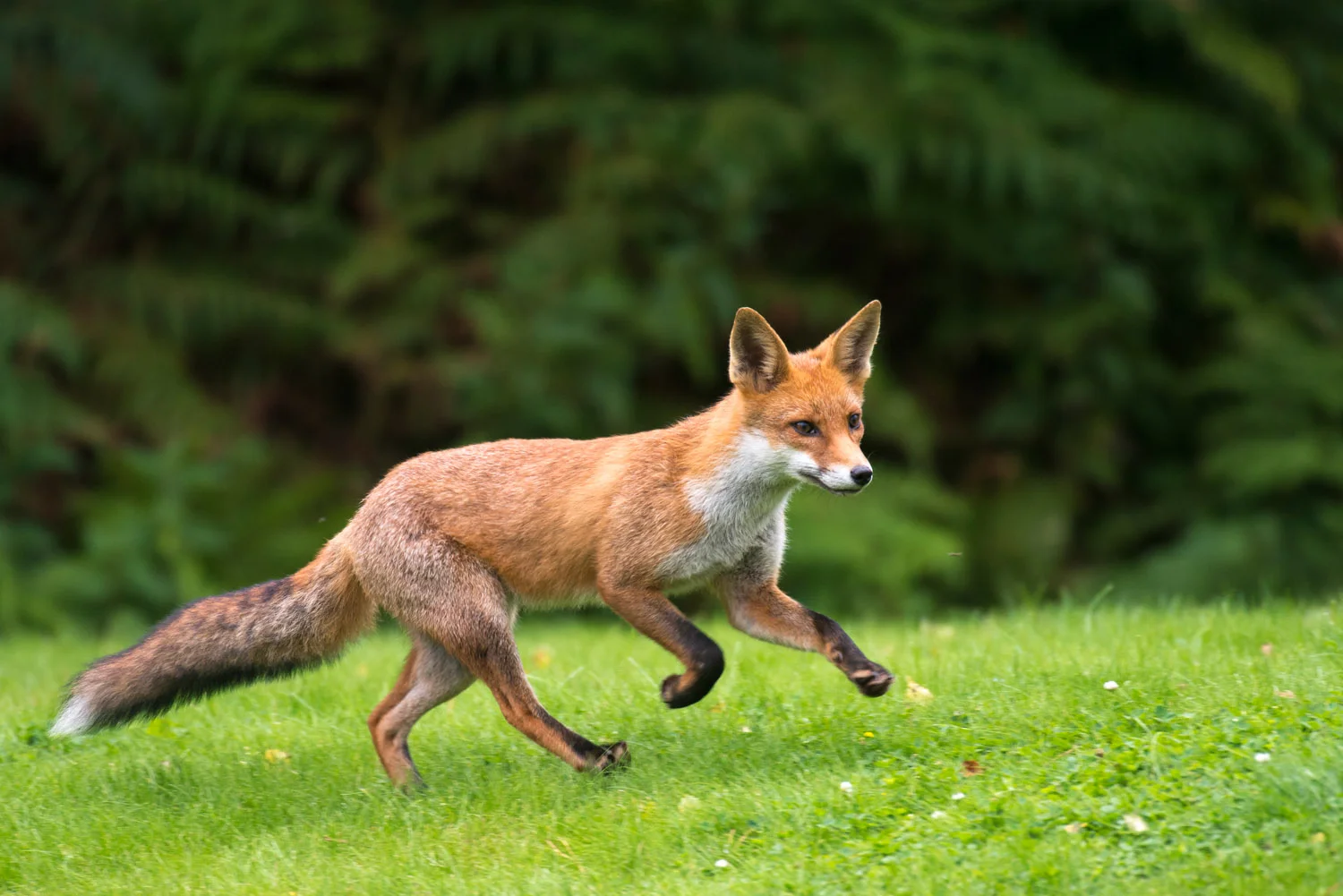 Red fox cub running, Ashdown Forest, Sussex Weald, England