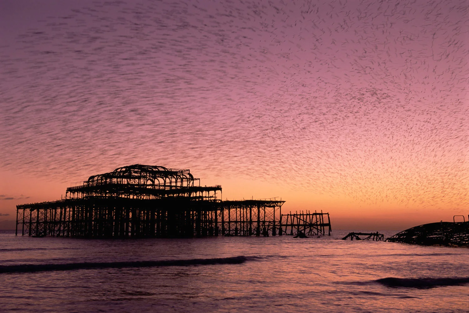 Starling flock above derelict West Pier at twilight, Brighton, Sussex, England