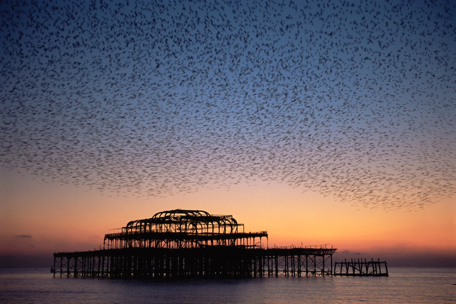 Starling flock above derelict West Pier at twilight, Brighton, Sussex, England