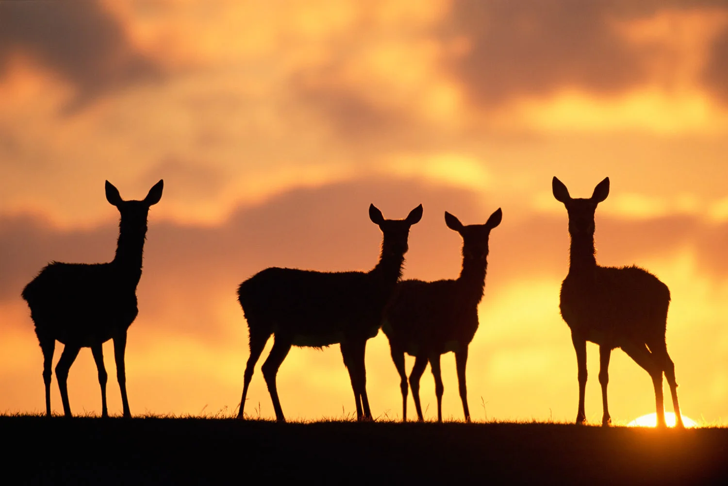 Red deer hinds at sunrise, Sussex, England