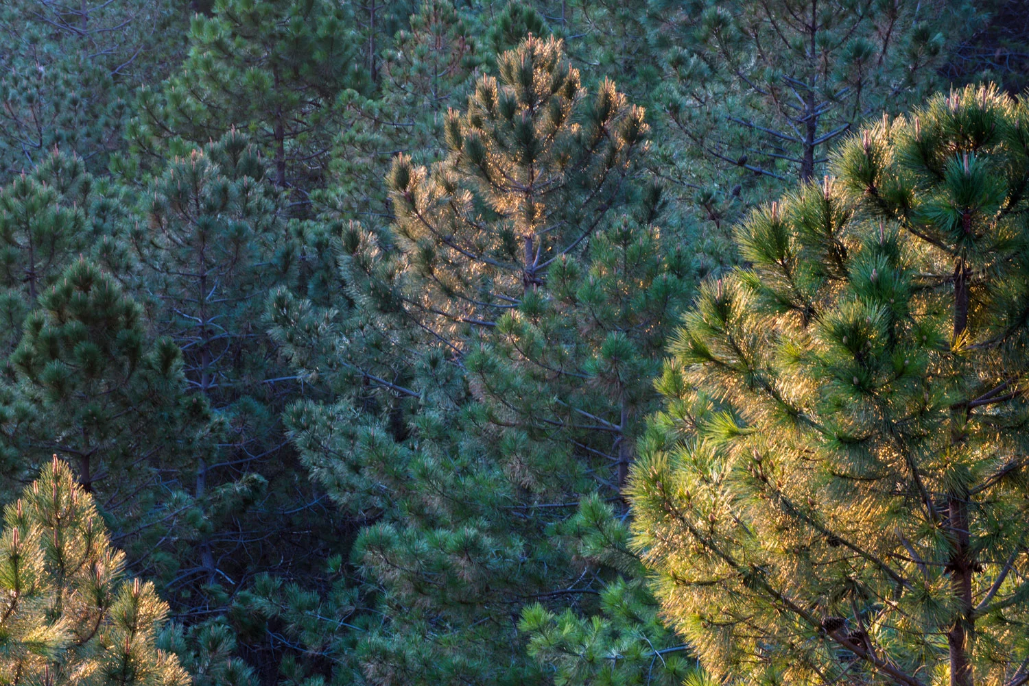 Stone pines (Pinus pinea) 'glowing' at dawn, Sierra de Grazalema Natural Park, Andalucía, Spain
