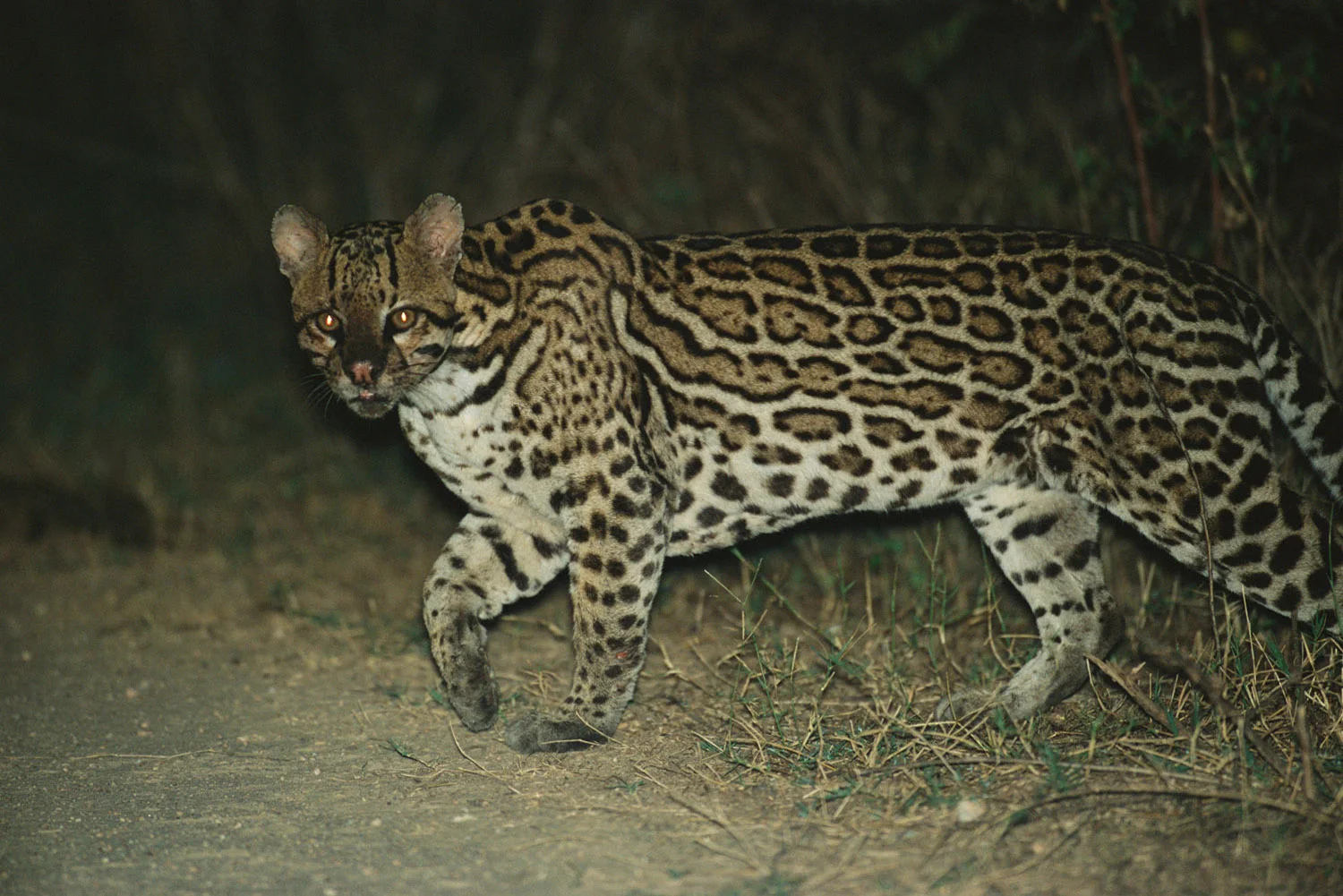 Ocelot, Pantanal, Mato Grosso, Brazil
