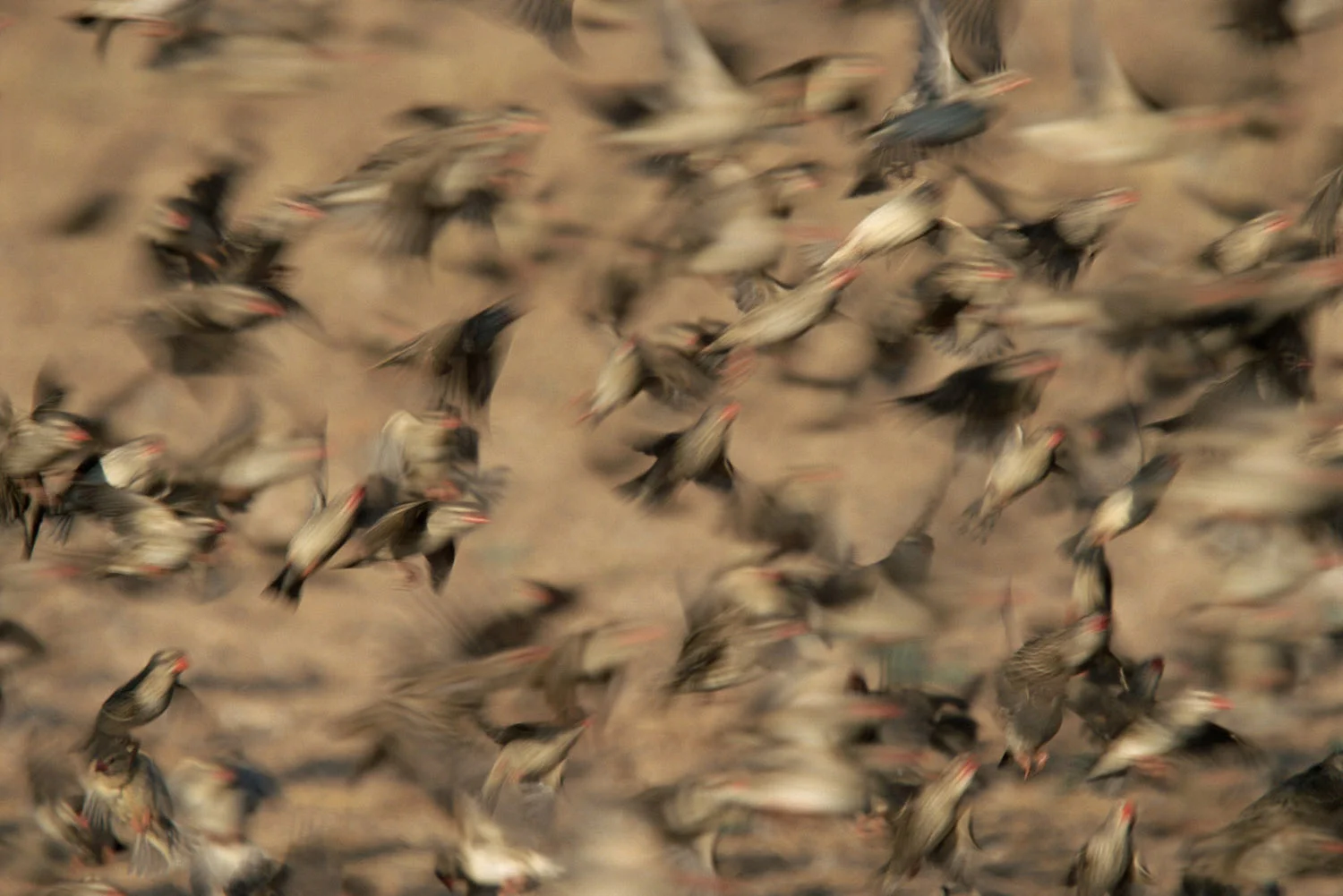 Red-billed quelea flock in flight, Kgalagadi Transfrontier Park, South Africa