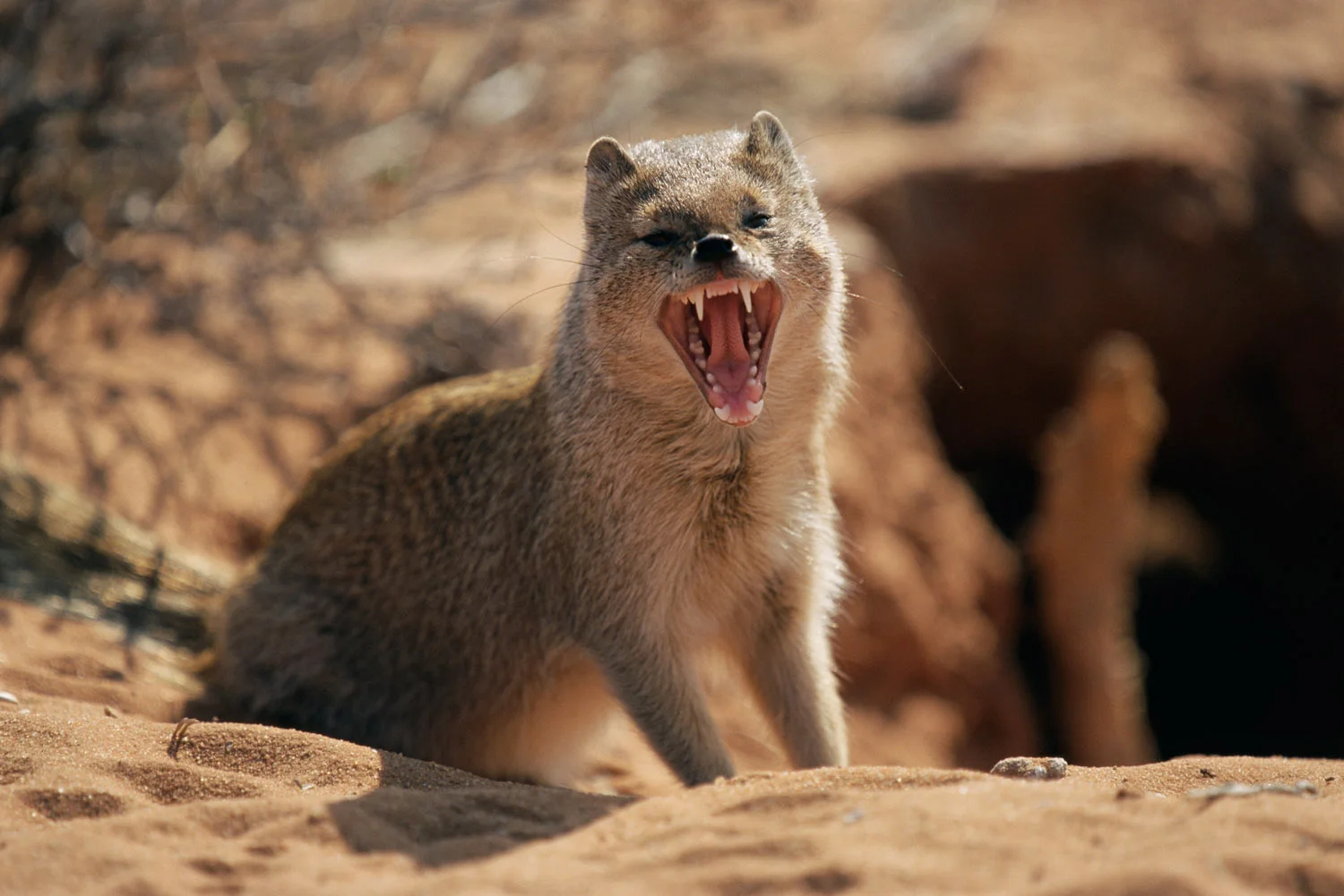 Yellow mongoose yawning, Kgalagadi Transfrontier Park, South Africa