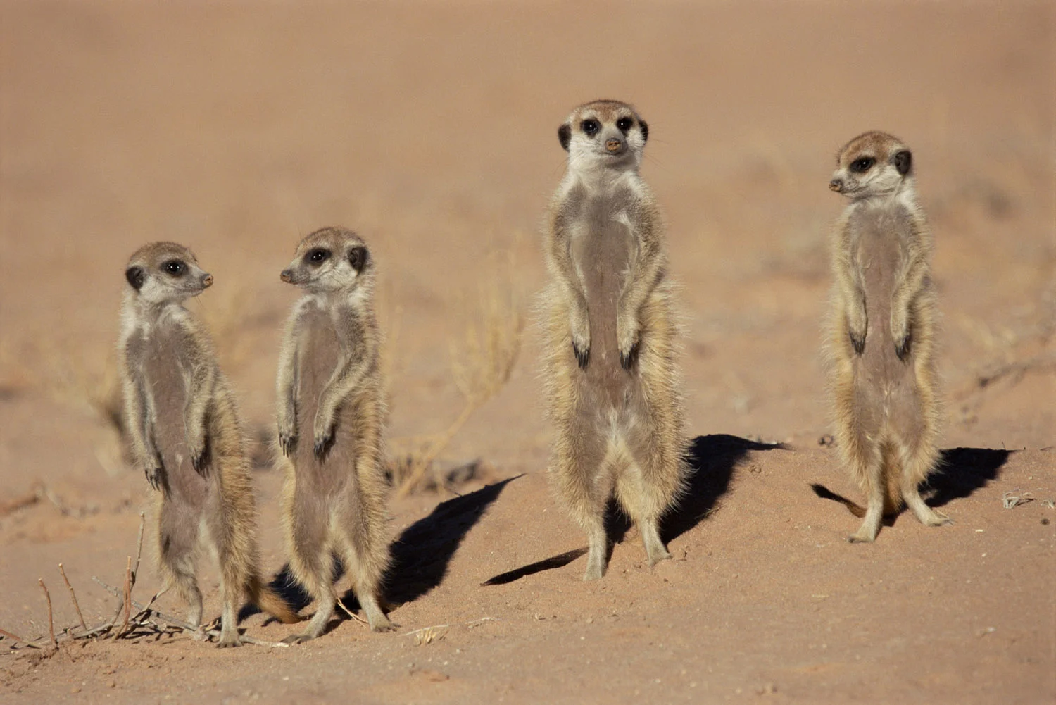 Meerkats on alert, Kgalagadi Transfrontier Park, South Africa