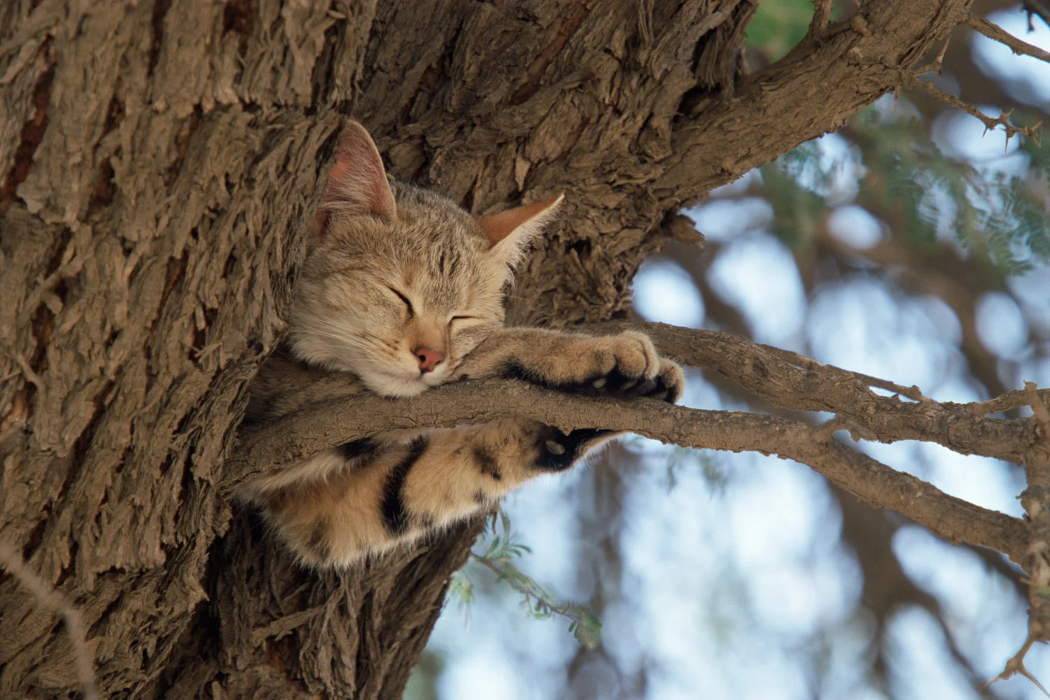 African wild cat sleeping in camelthorn tree, , Kgalagadi Transfrontier Park, South Africa