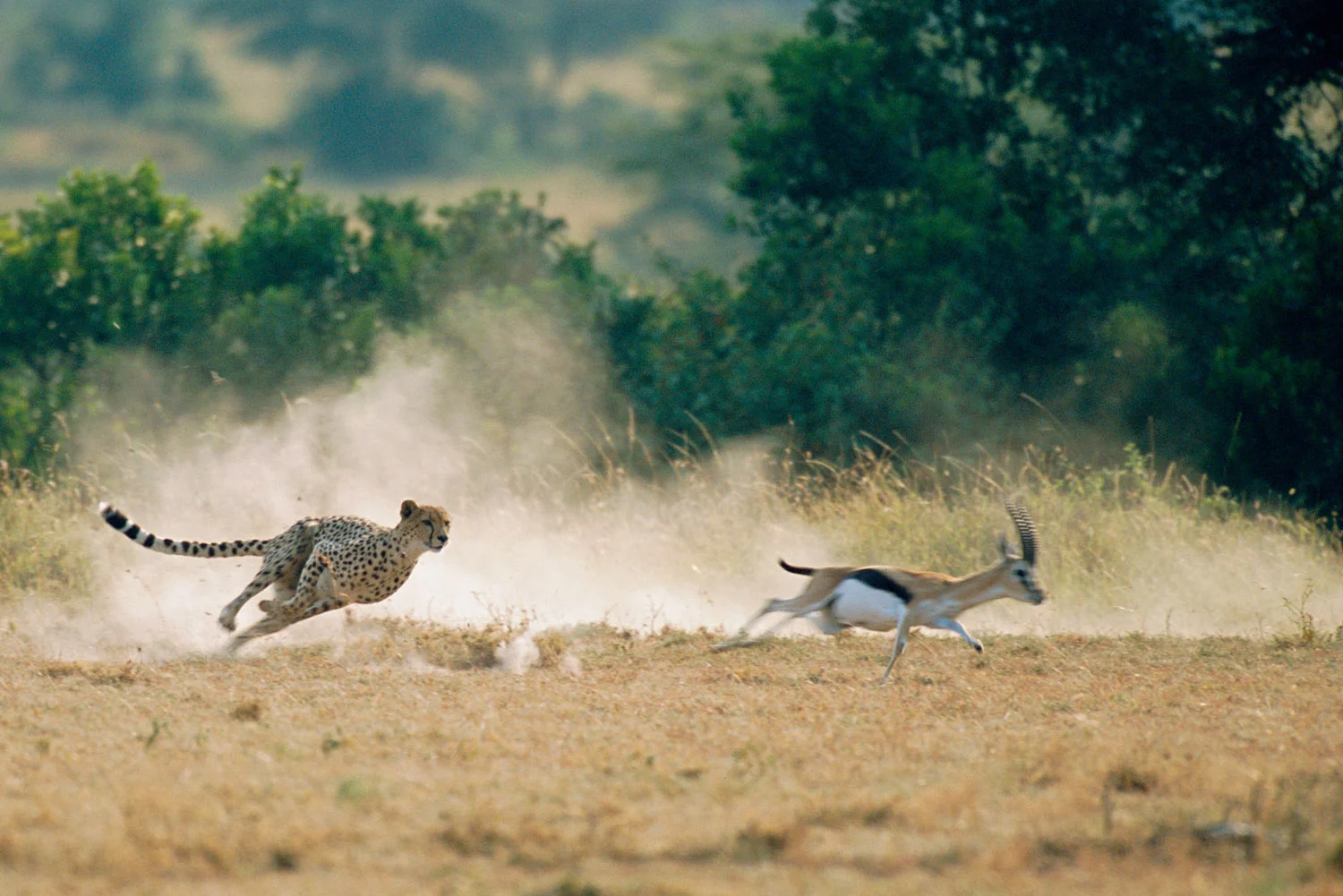 Cheetah hunting Thomson's gazelle, Masai Mara National Reserve, Kenya