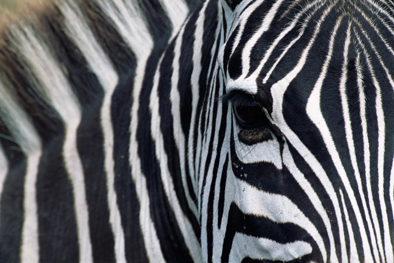 Common zebra portrait, Masai Mara National Reserve, Kenya
