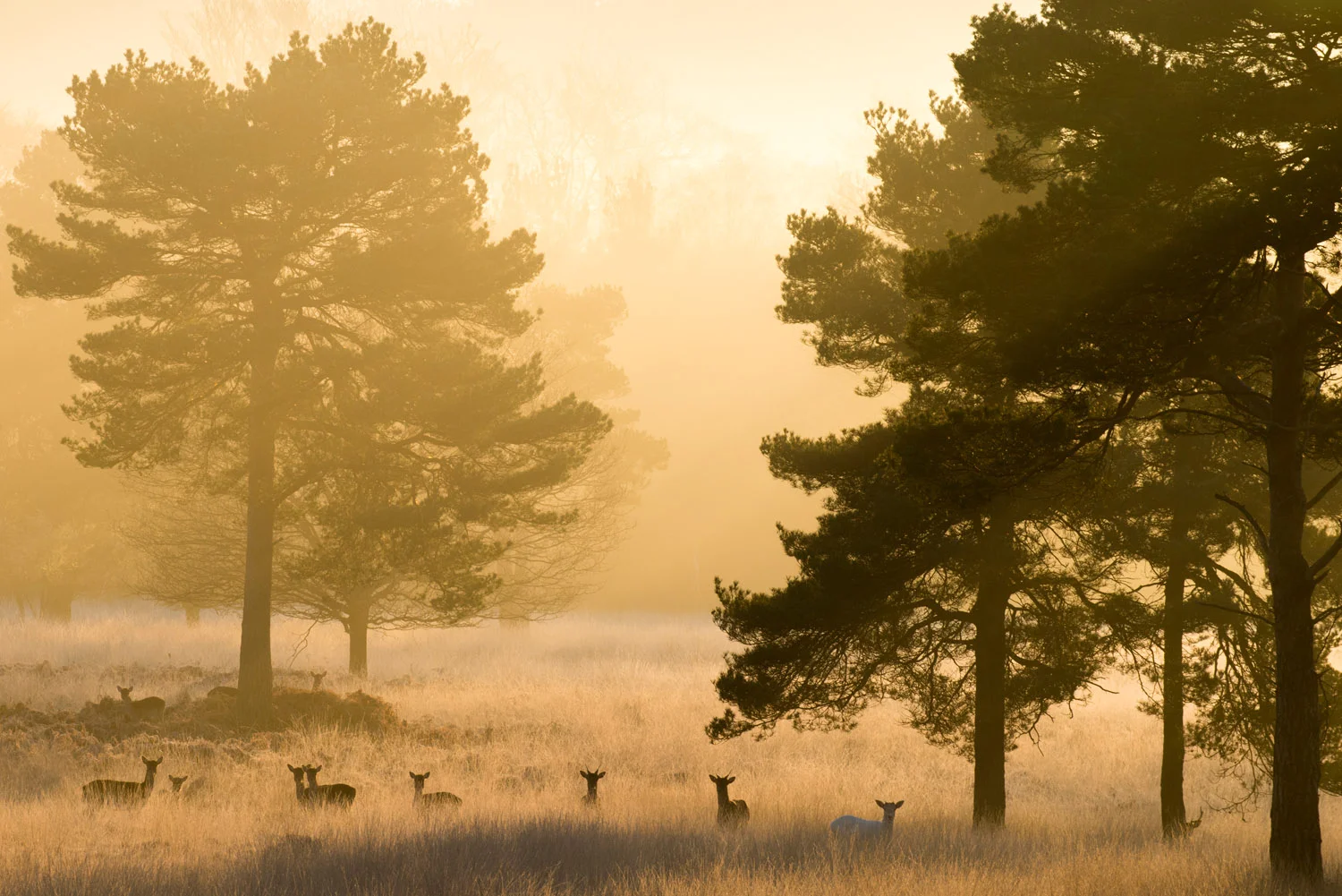 Fallow deer and Scots pines at dawn, Ashdown Forest, Sussex Weald, England