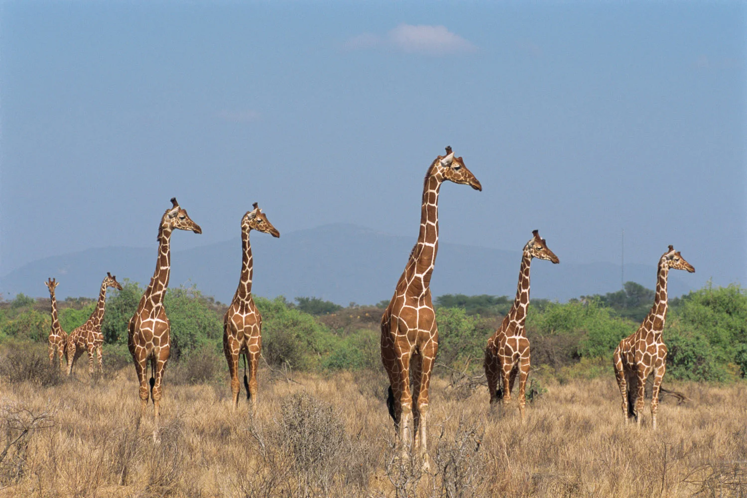 Reticulated giraffes on alert, Samburu National Reserve, Kenya