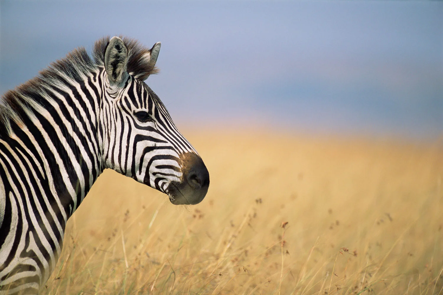 Common zebra profile, Masai Mara National Reserve, Kenya