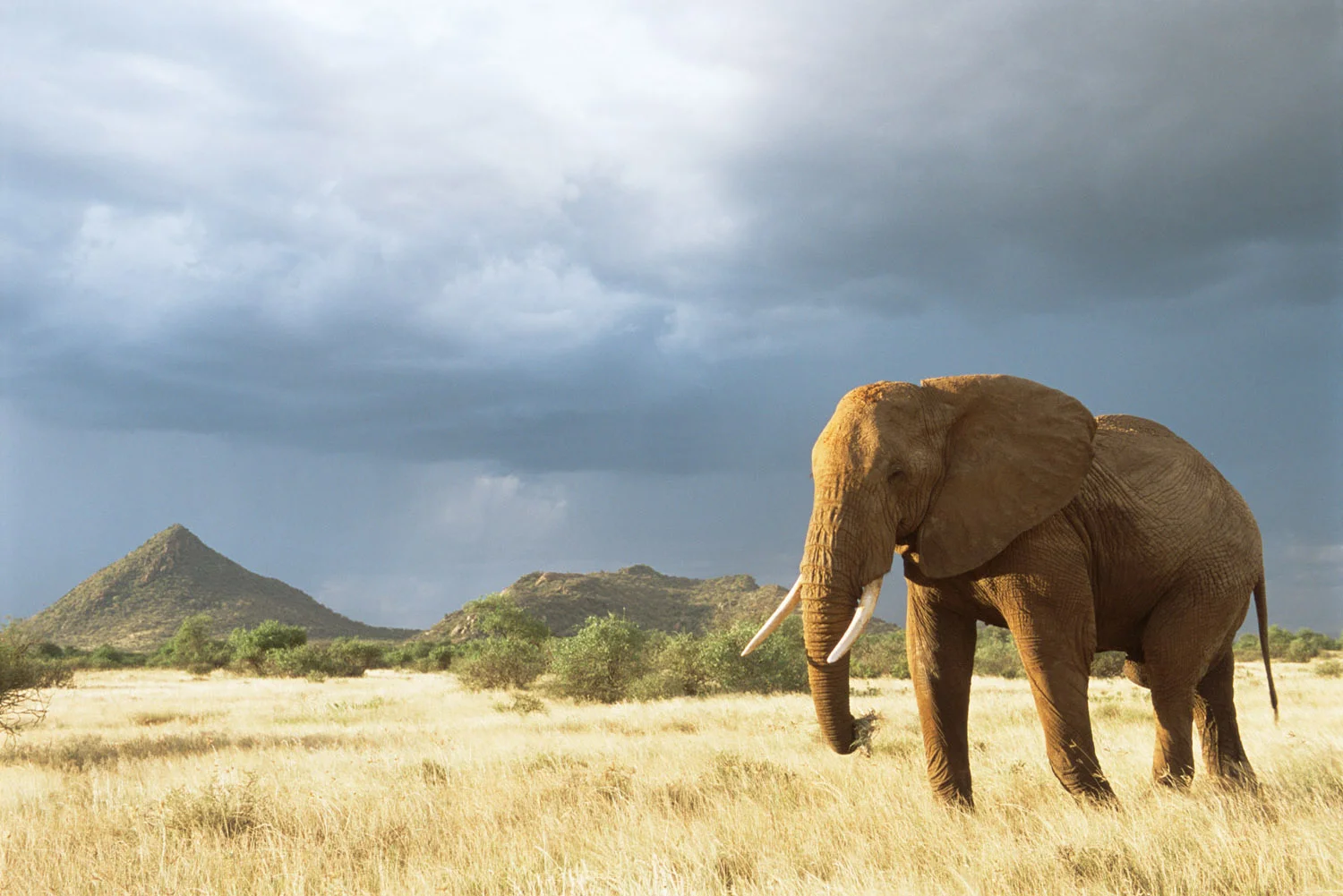 African elephant in storm light, Samburu National Reserve, Kenya
