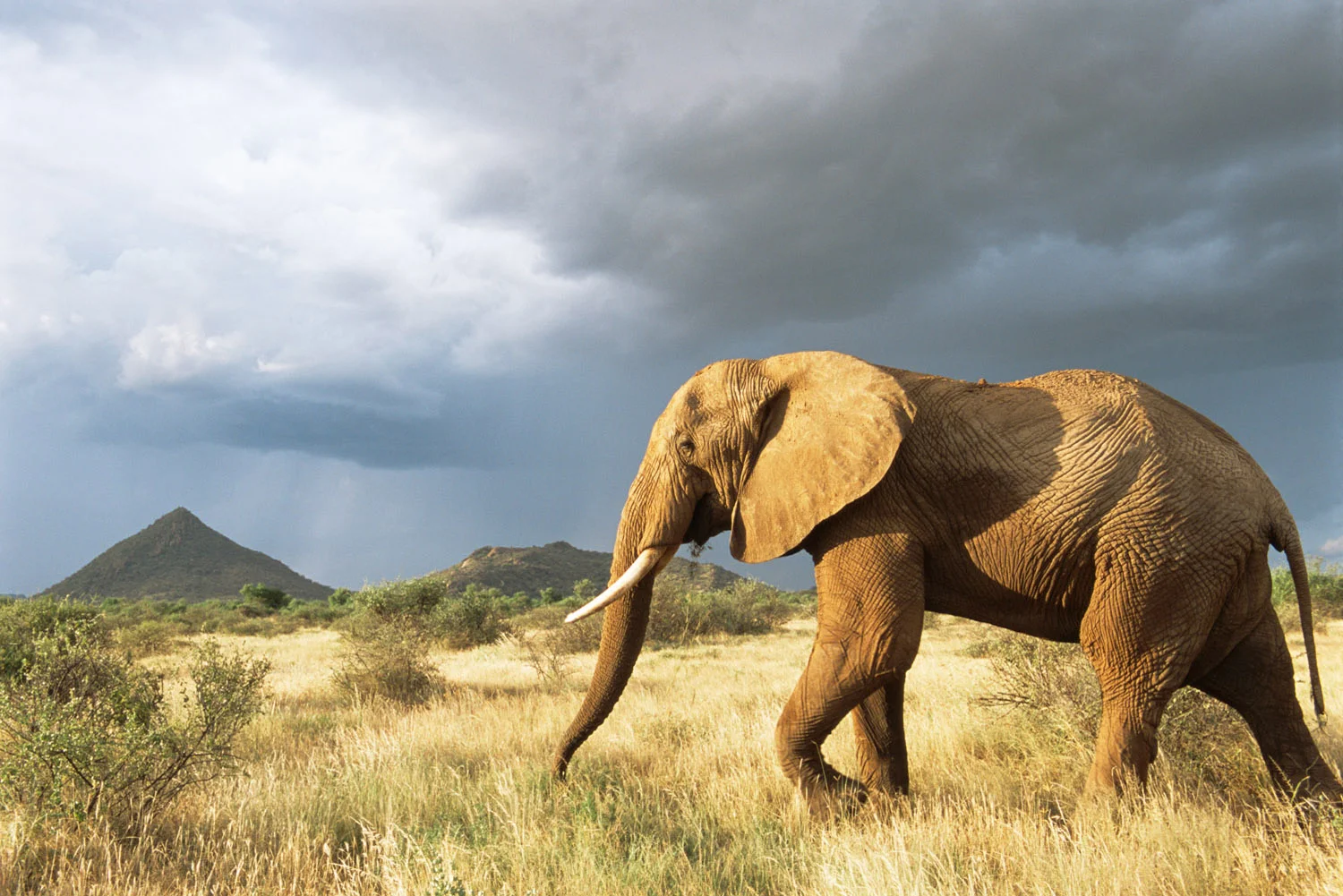 African elephant on the move in storm light, Samburu National Reserve, Kenya