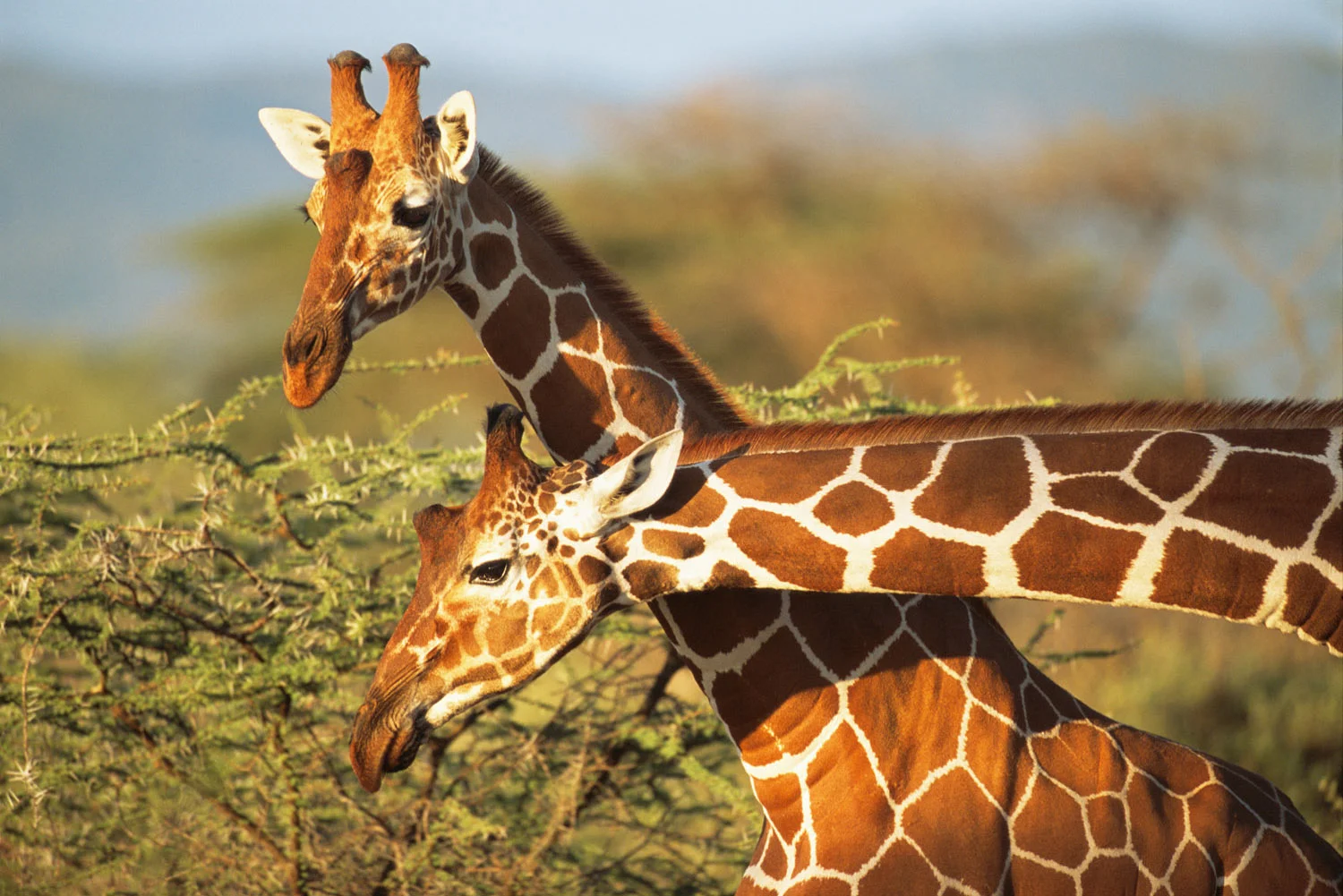 Reticulated giraffes, Samburu National Reserve, Kenya