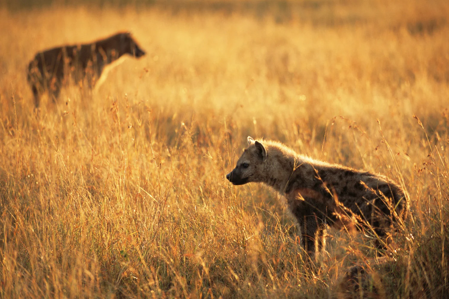 Spotted hyena cubs at dawn, Masai Mara National Reserve, Kenya