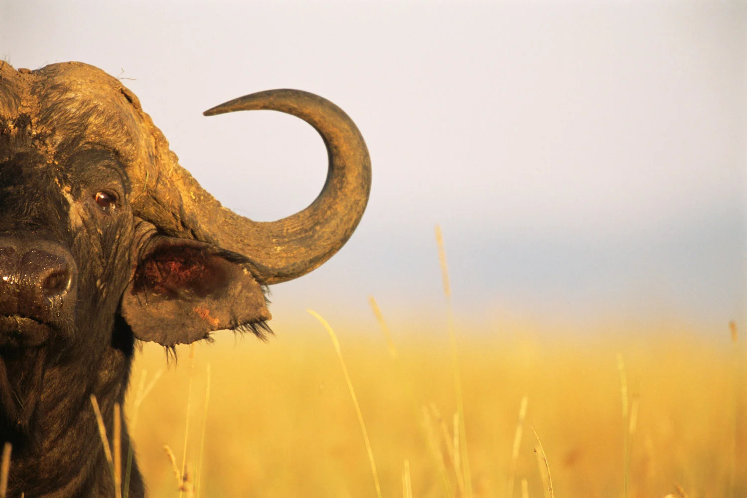 Cape bull buffalo portrait, Masai Mara National Reserve, Kenya