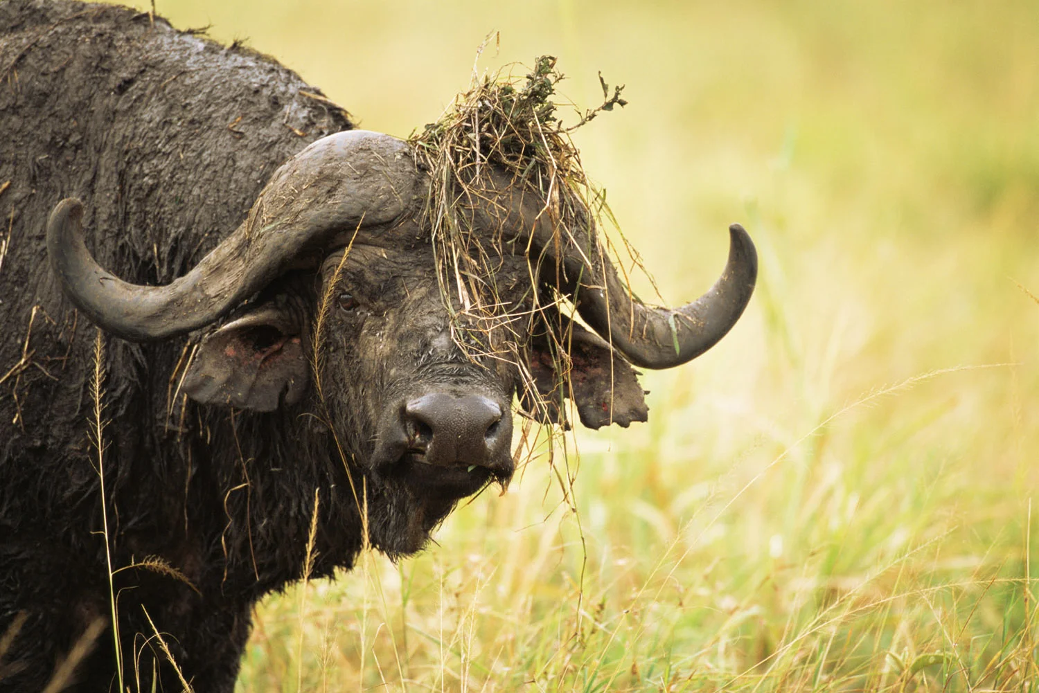 Cape bull buffalo with 'headdress', Masai Mara National Reserve, Kenya
