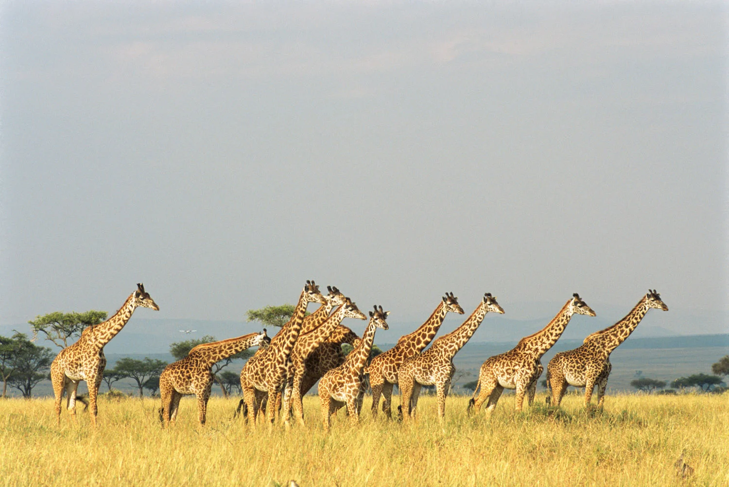 Maasai giraffe family, Masai Mara National Reserve, Kenya