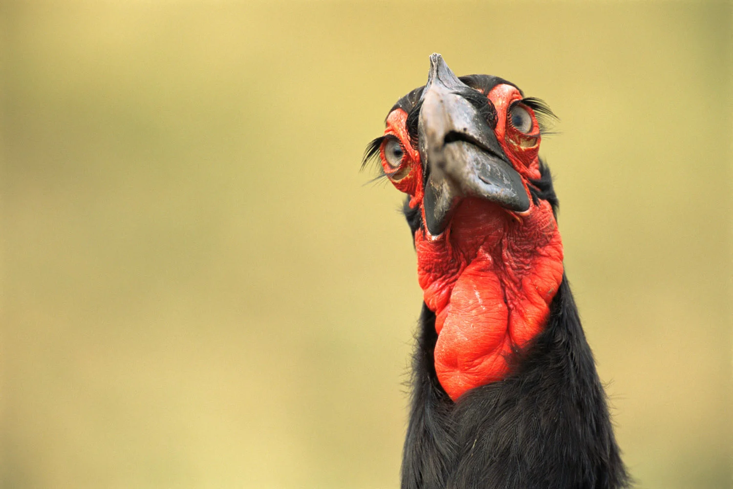 Southern ground-hornbill portrait, Masai Mara National Reserve, Kenya