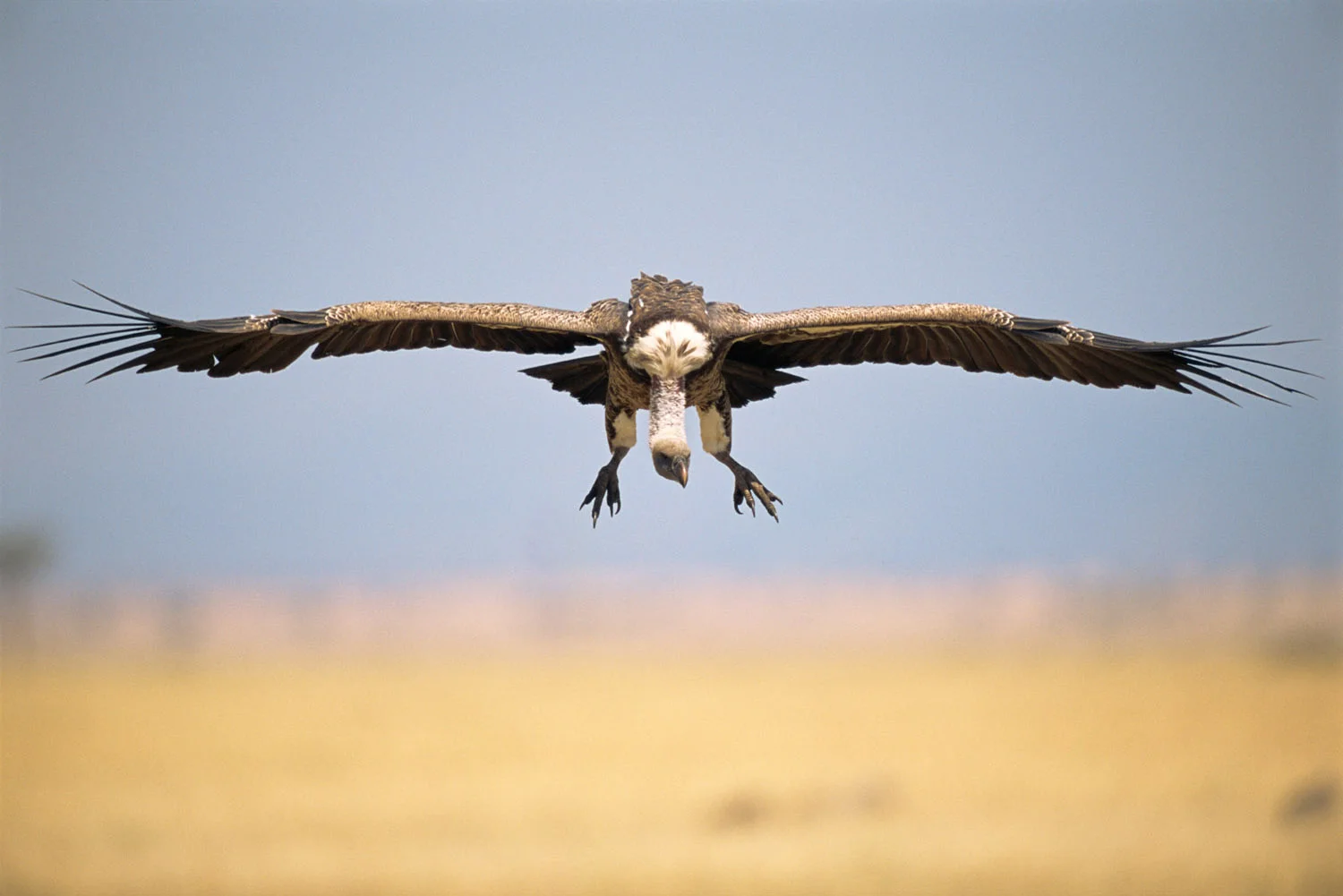 Ruppell's griffon vulture in flight, Masai Mara National Reserve, Kenya