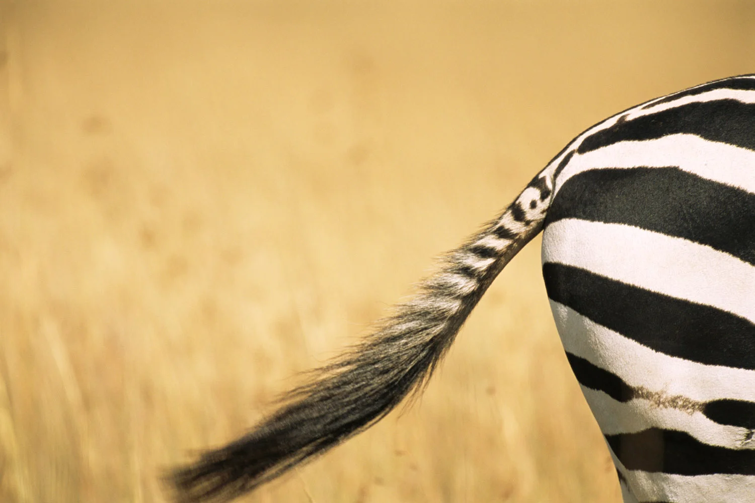 Common zebra behind and tail, Masai Mara National Reserve, Kenya