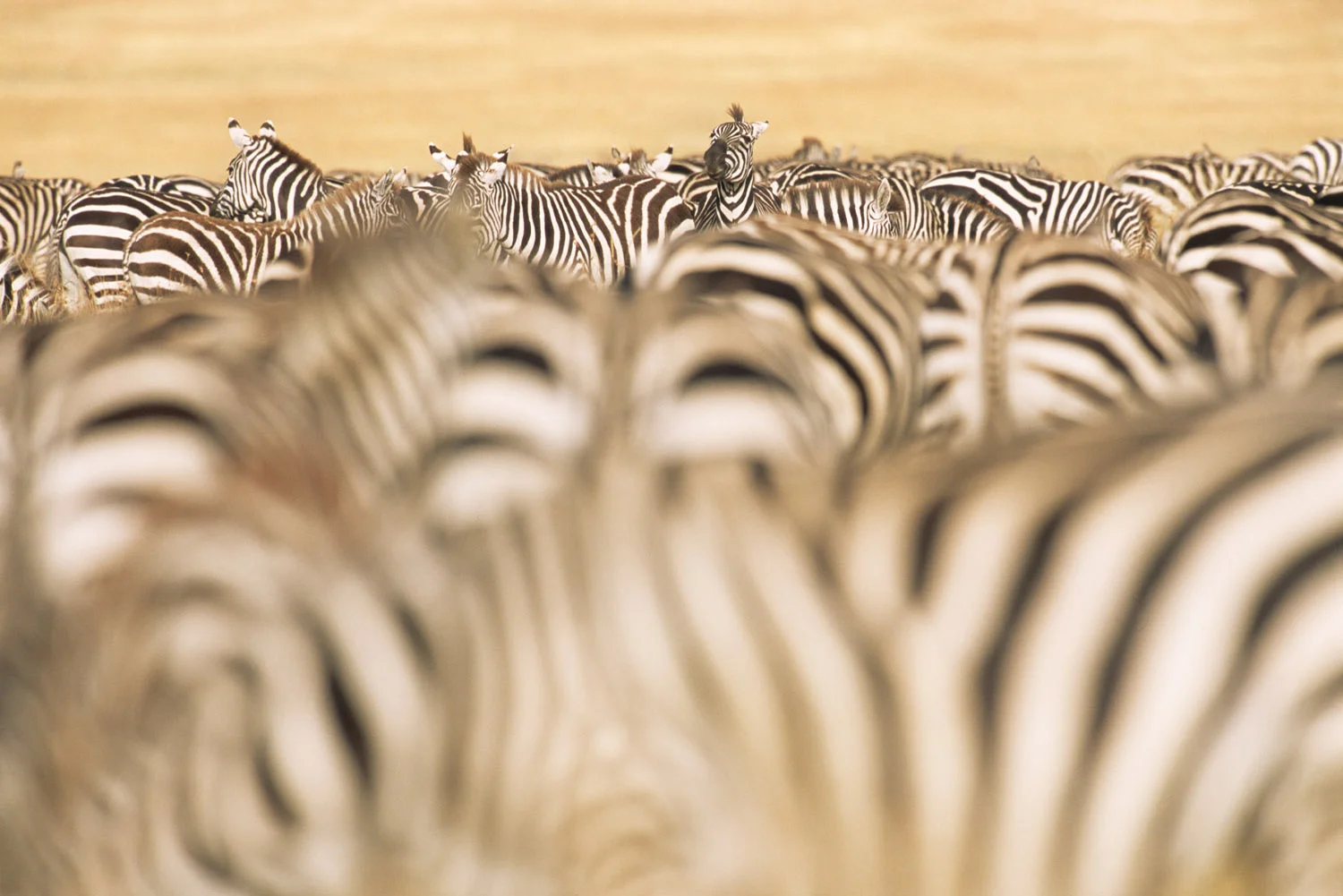 Common zebra herd during migration, Masai Mara National Reserve, Kenya