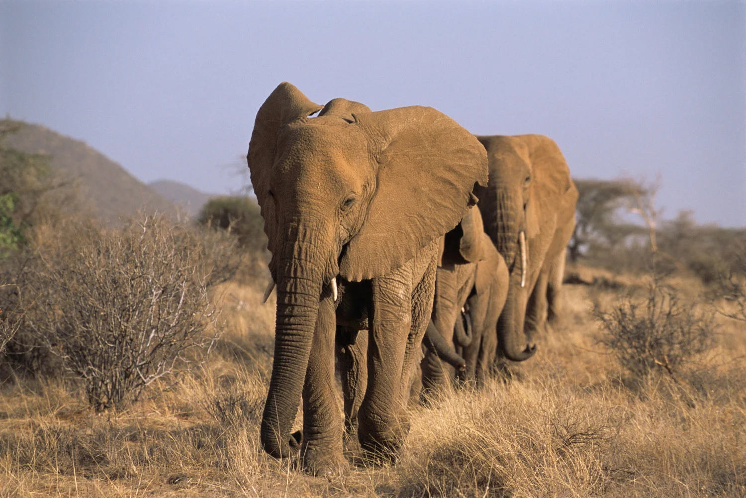 African elephant procession approaching, Samburu National Reserve, Kenya