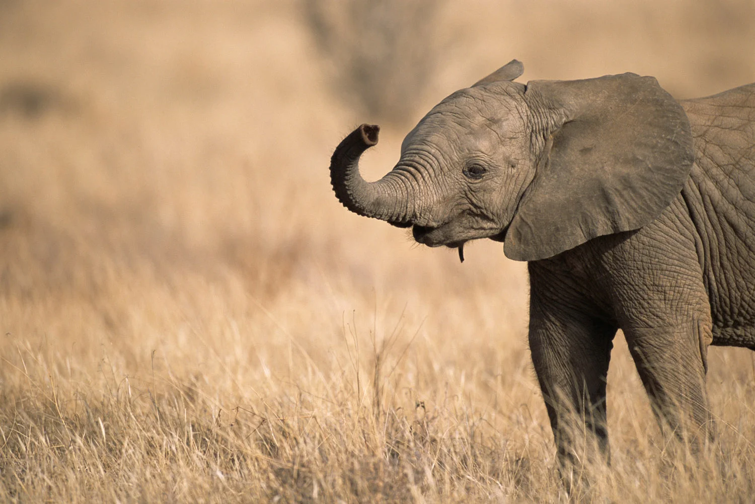 African elephant baby extending trunk, Samburu National Reserve, Kenya
