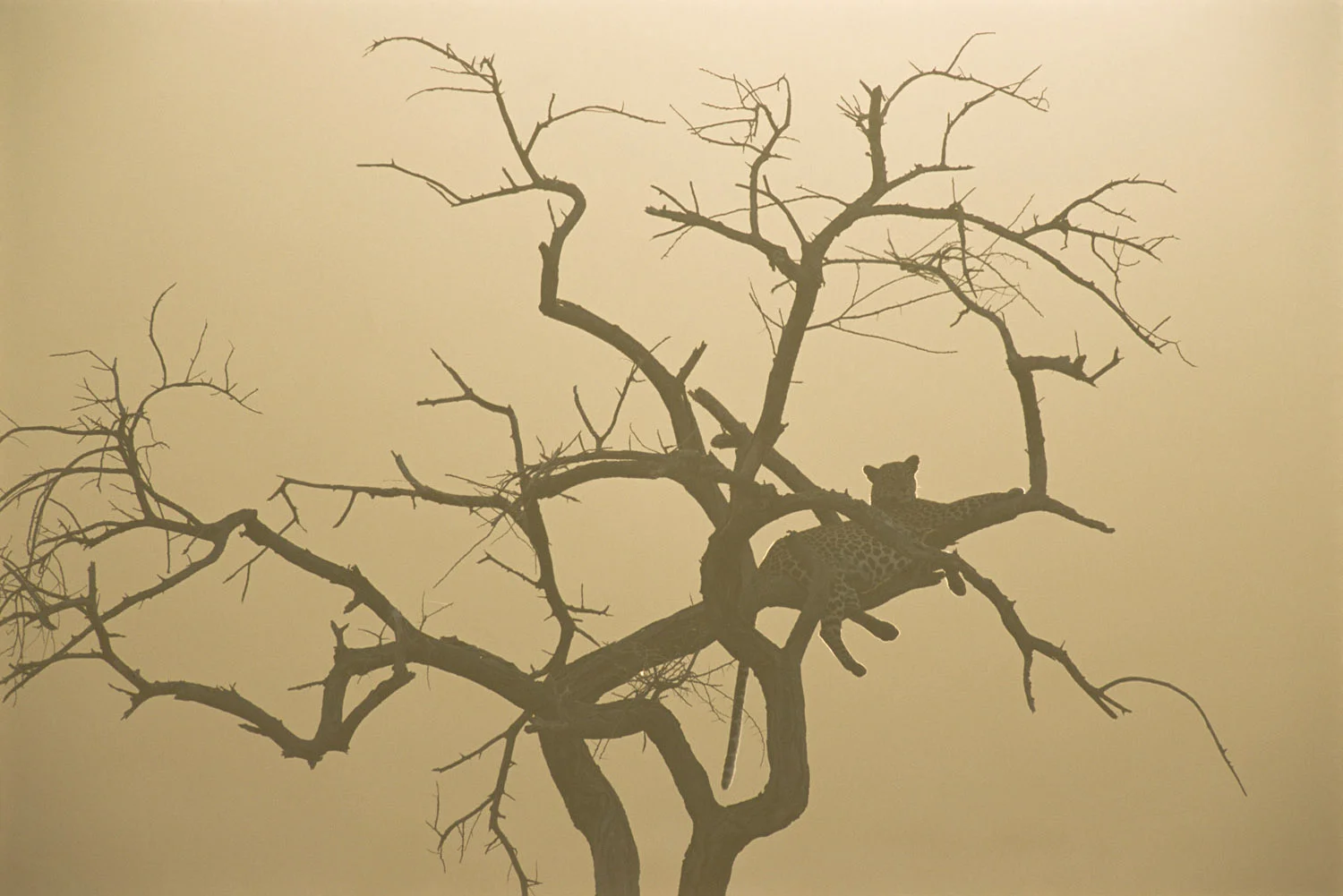 Leopard resting in tree at sunset, Samburu National Reserve, Kenya