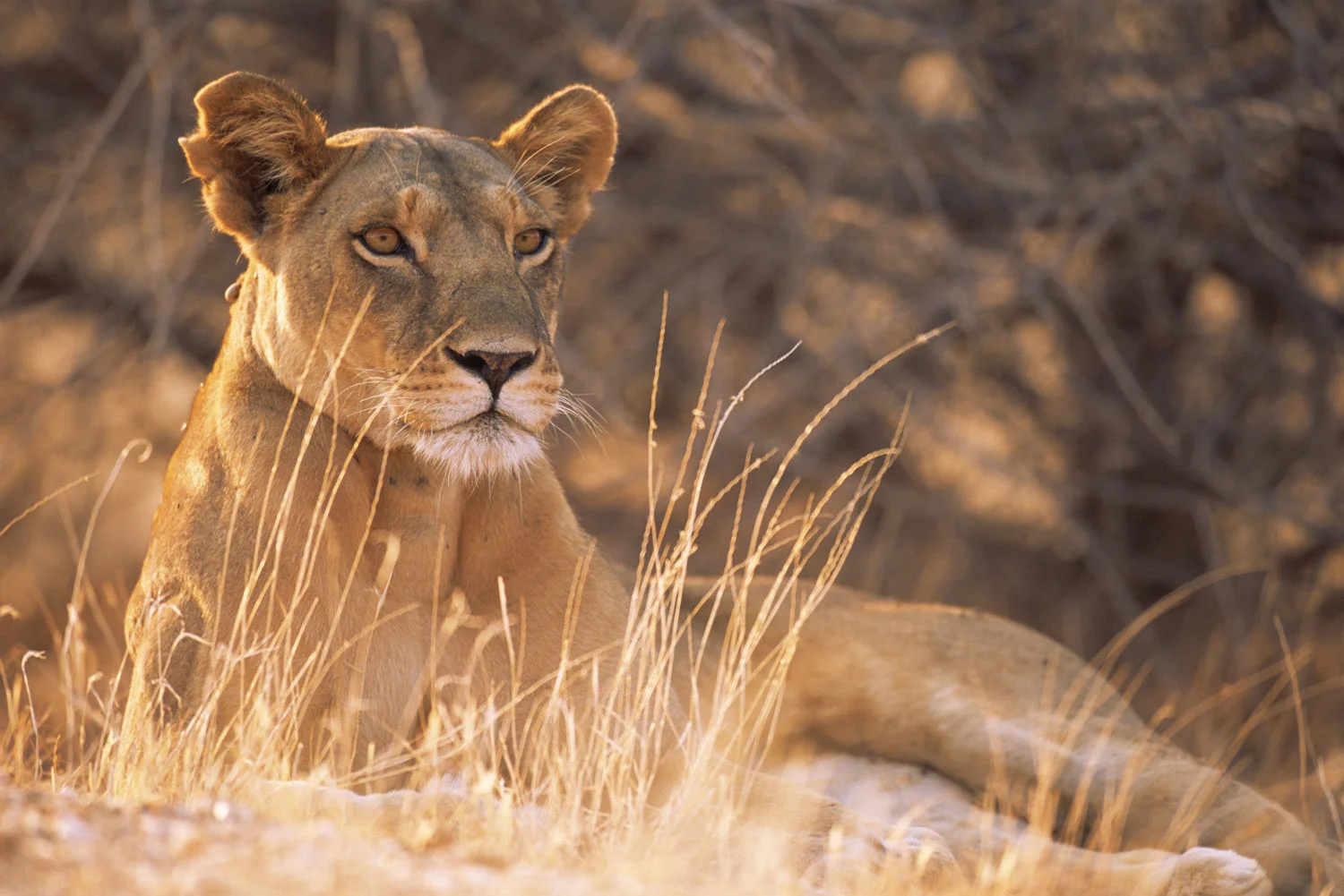 Lioness on alert, Samburu National Reserve, Kenya