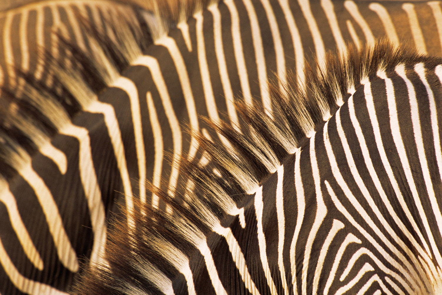 Grévy's zebra stripe patterns, Samburu National Reserve, Kenya
