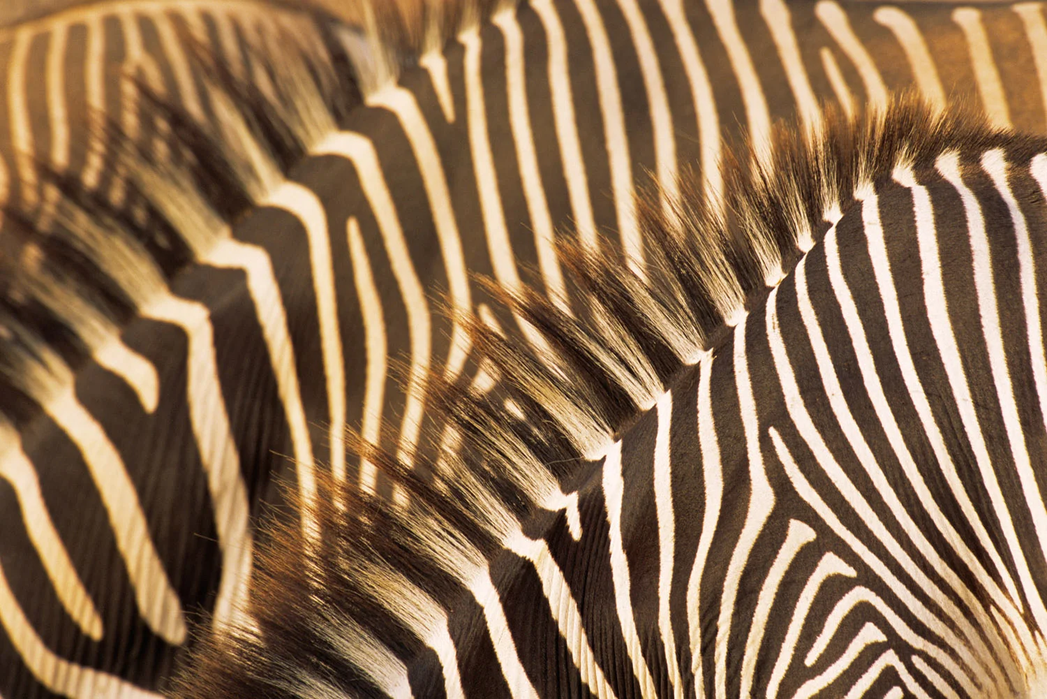 Grévy's zebra stripe patterns, Samburu National Reserve, Kenya