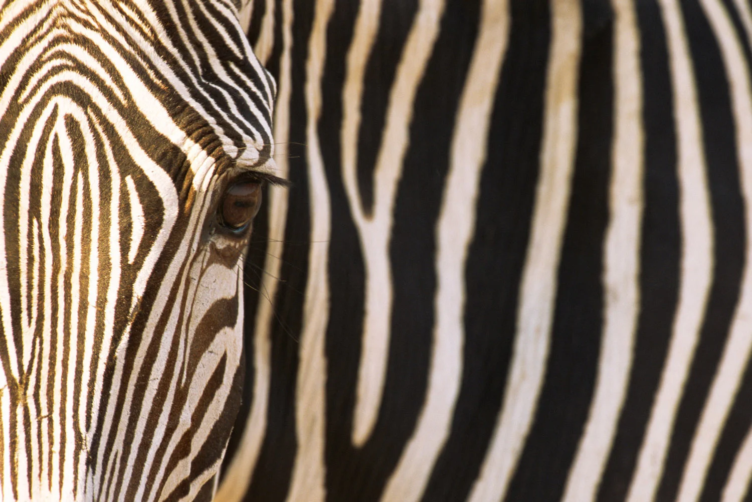 Grévy's zebra portrait, Samburu National Reserve, Kenya