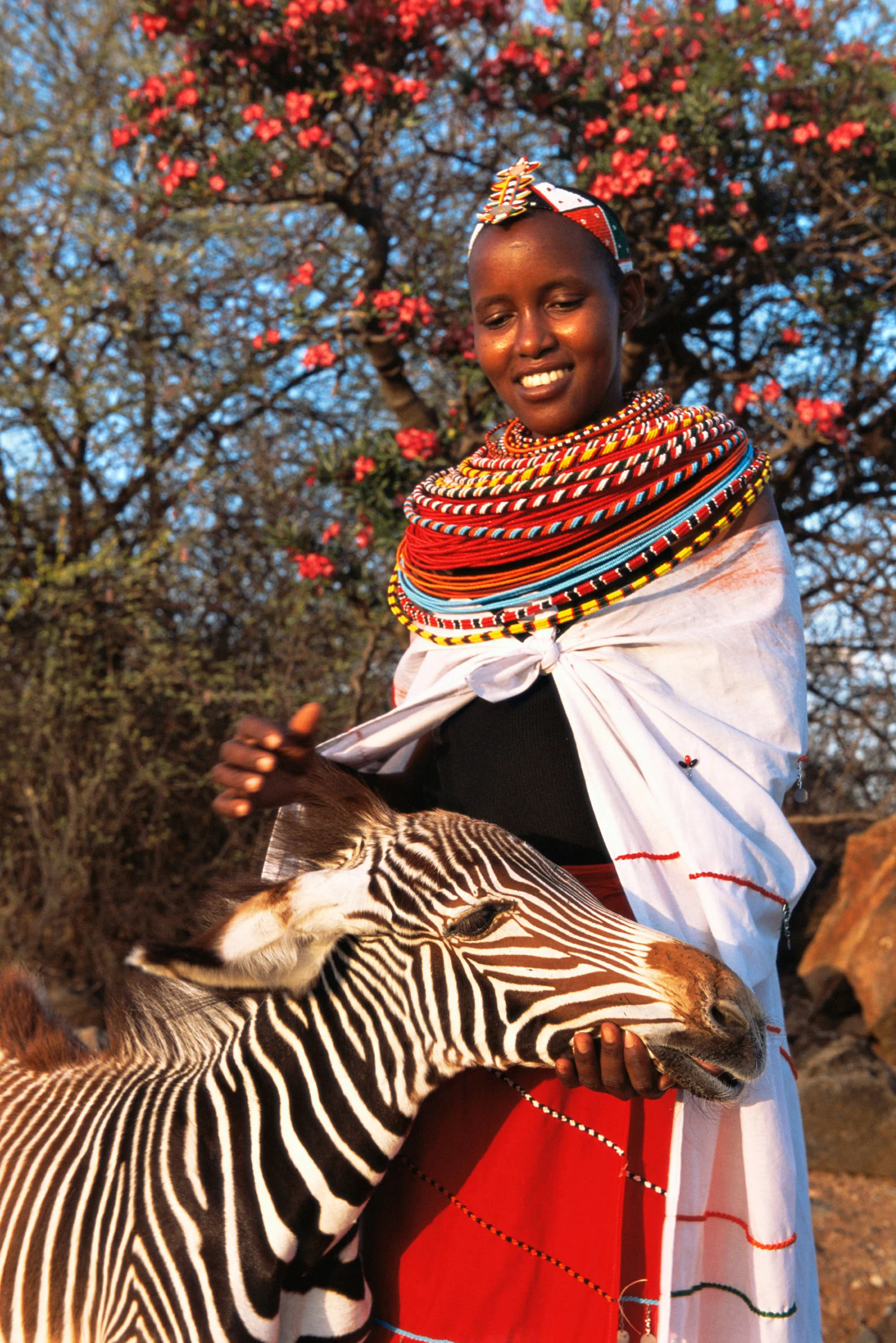 Samburu woman with orphaned Grévy's zebra foal, West Gate Conservancy, Samburu, Kenya