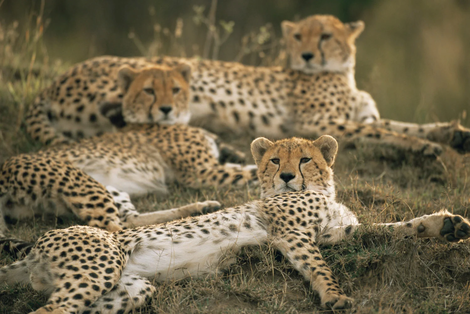 Cheetah family resting, Masai Mara National Reserve, Kenya