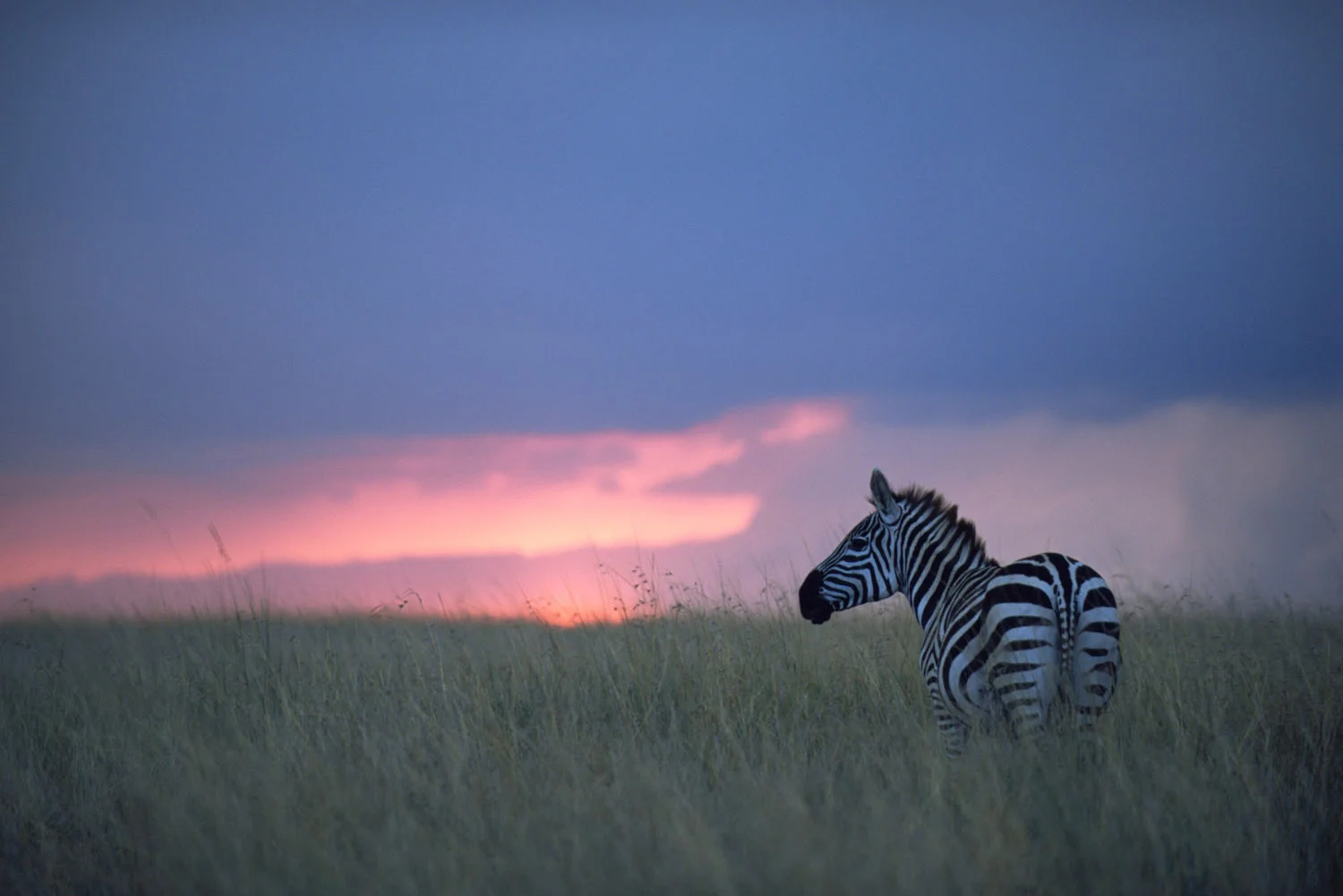 Common zebra at twilight, Masai Mara National Reserve, Kenya