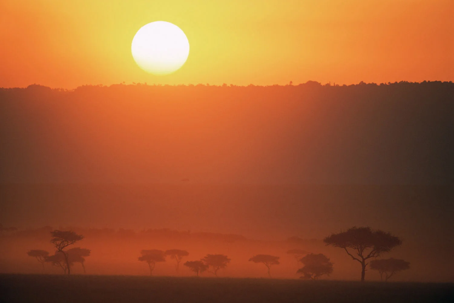 Oloololo Escarpment and desert date woodland at sunset, Masai Mara National Reserve, Kenya