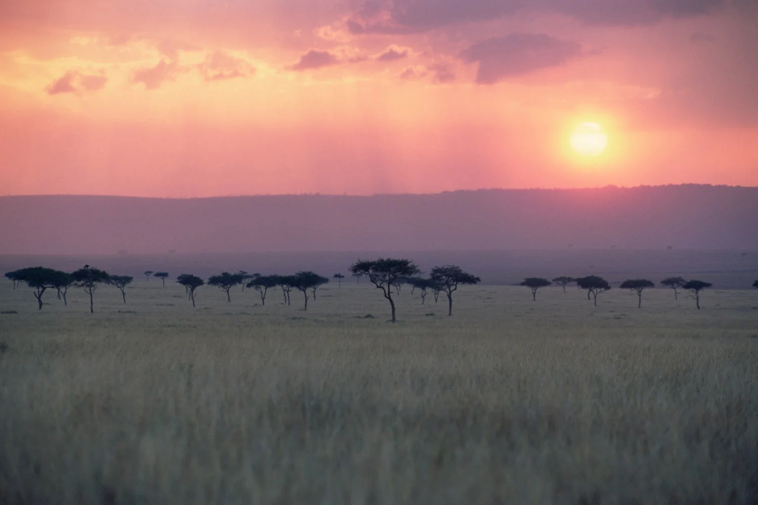 Oloololo Escarpment and desert date woodland at sunset, Masai Mara National Reserve, Kenya