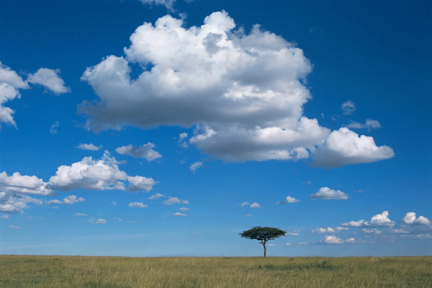 Lone desert date tree, Masai Mara National Reserve, Kenya