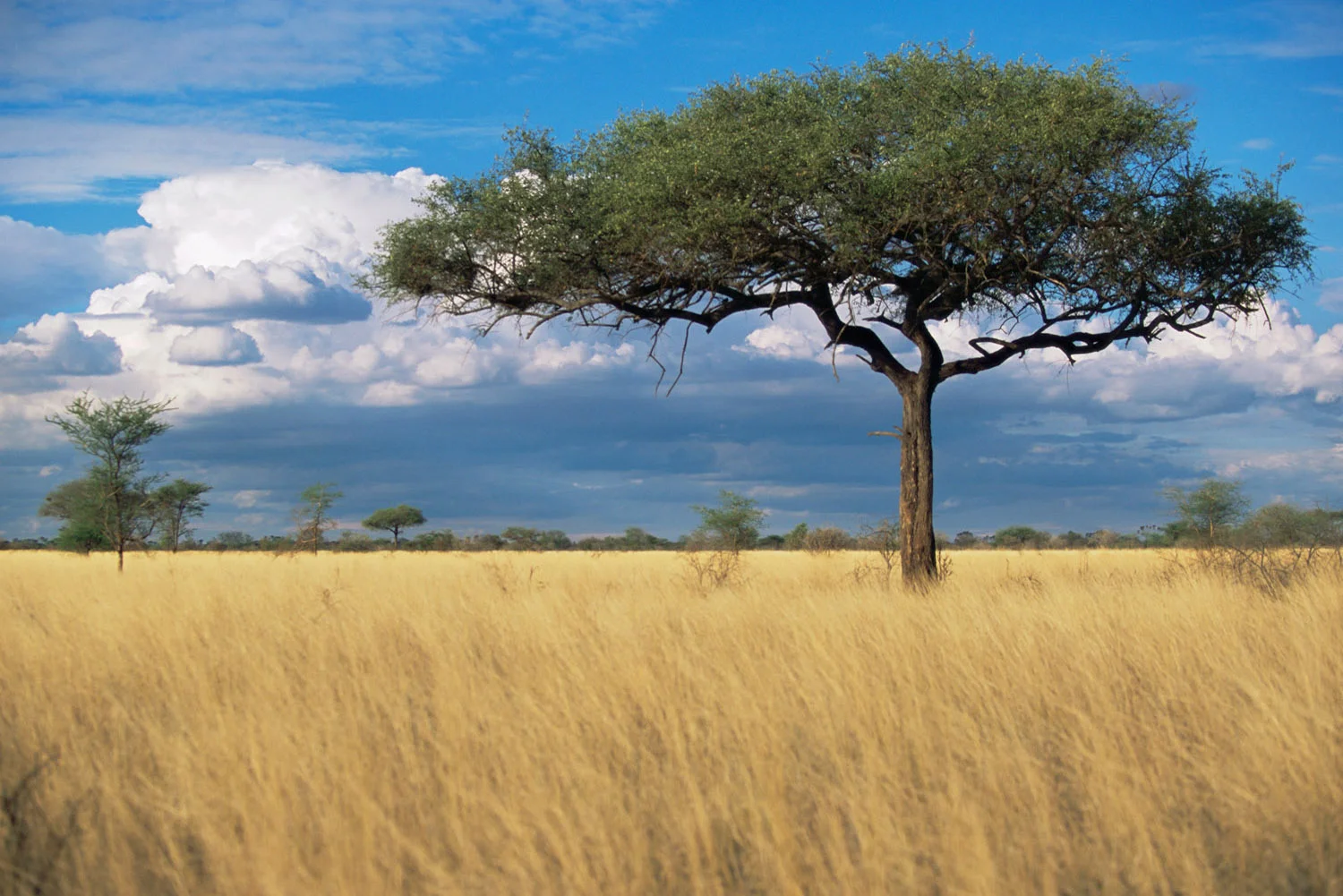 Desert date in sea of grass, Meru National Park, Kenya