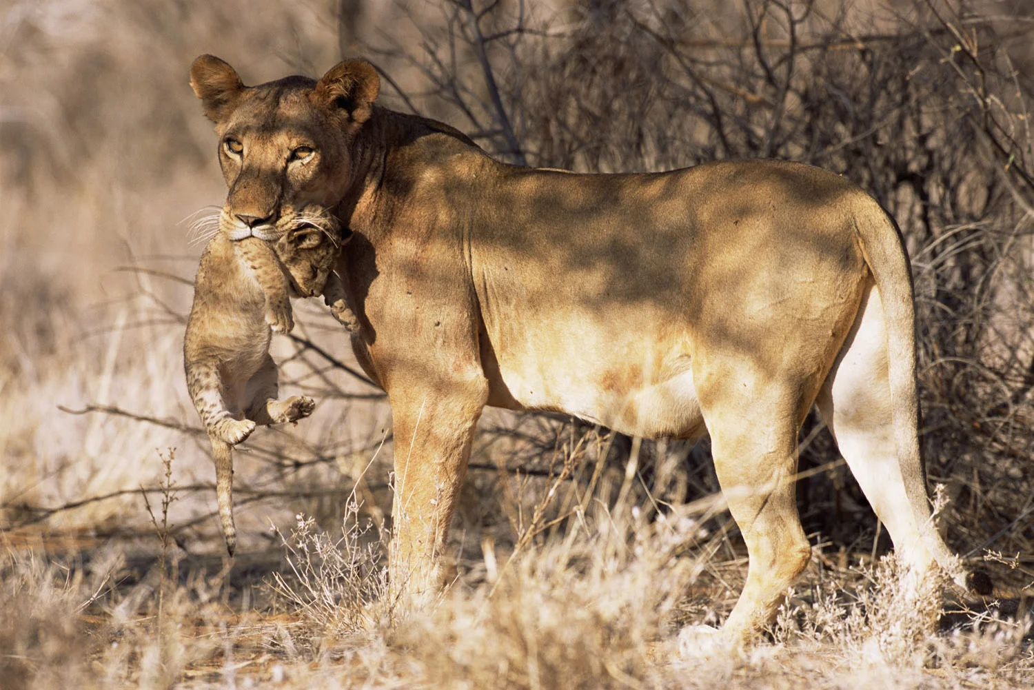 Lioness carrying baby in mouth, Samburu National Reserve, Kenya