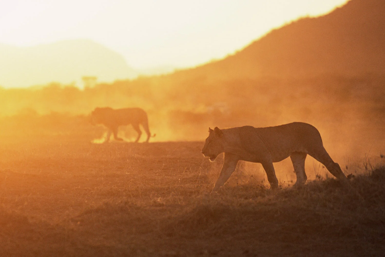 Lioness and lion on the move at sunset, Samburu National Reserve, Kenya