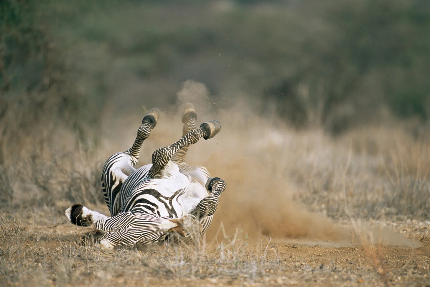 Grévy's zebra rolling in dust, Samburu National Reserve, Kenya
