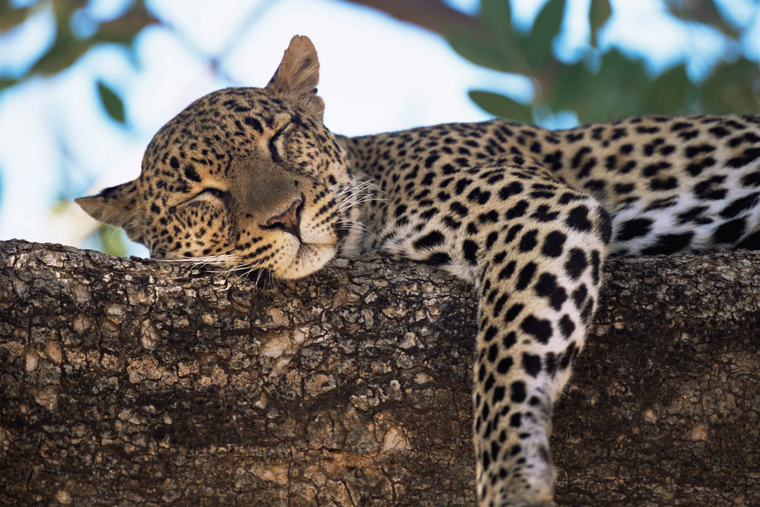 Leopard dozing in tree, Buffalo Springs National Reserve, Kenya