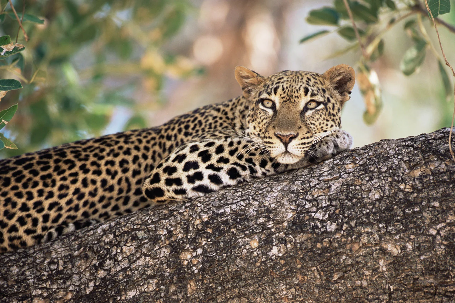 Leopard relaxing in tree, Buffalo Springs National Reserve, Kenya