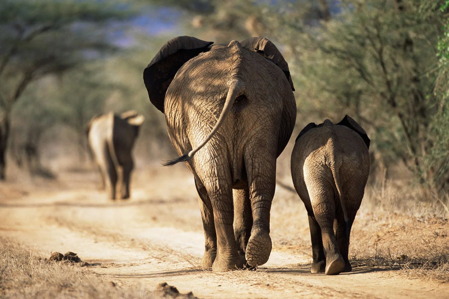 African elephants heading off along track, Samburu National Reserve, Kenya