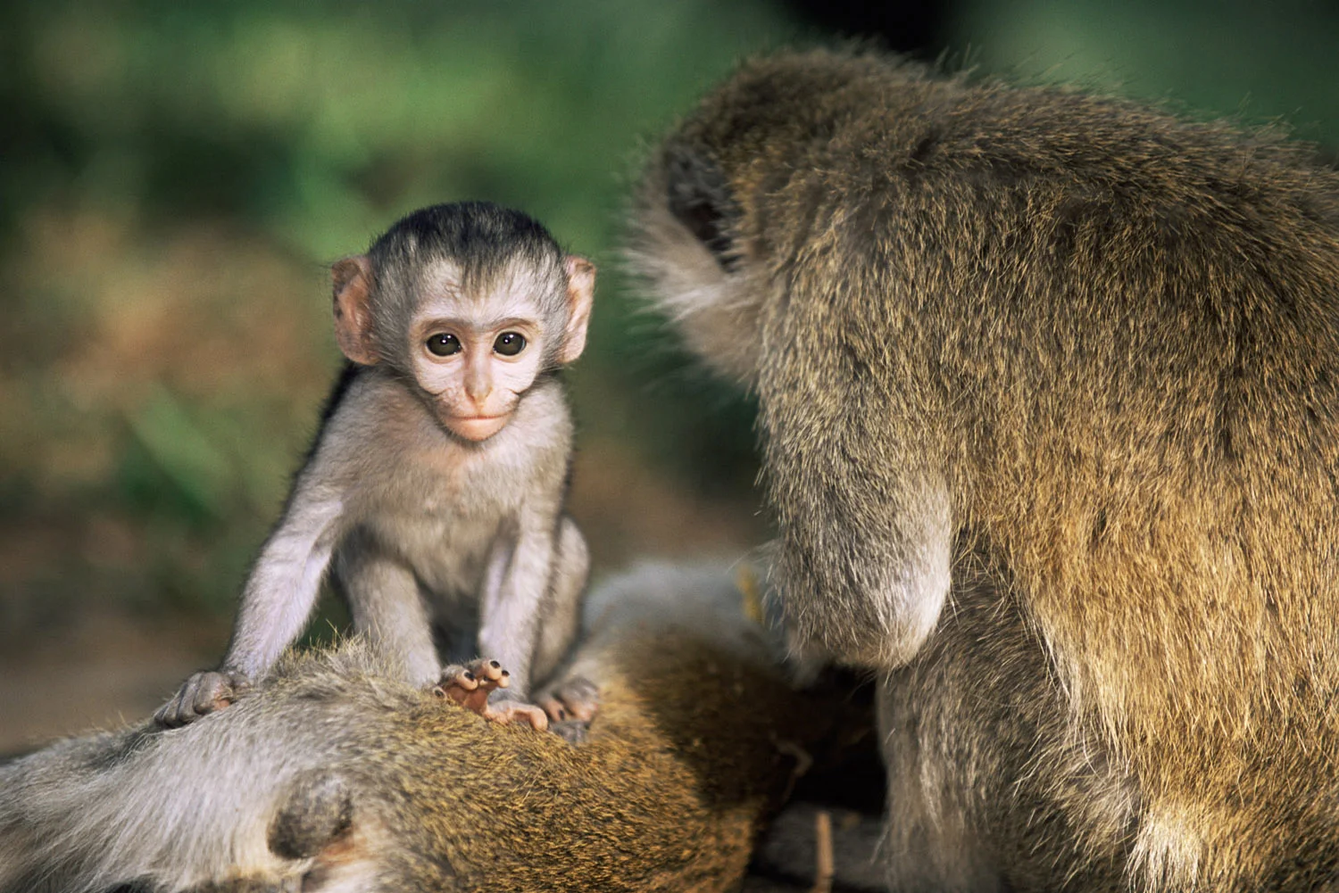 Vervet monkey baby with mother, Samburu National Reserve, Kenya