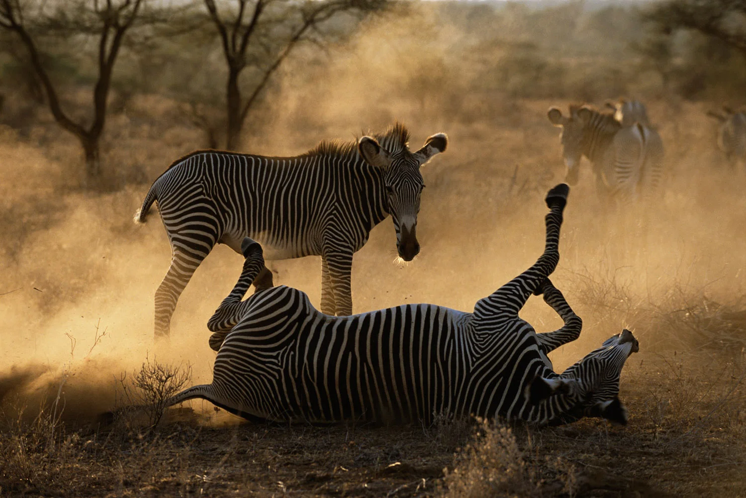 Grévy's zebra rolling in dust at dawn, Samburu National Reserve, Kenya
